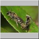 Lasioglossum sexstrigatum - Furchenbiene 10a 5mm Paarung - OS-Garten det.jpg